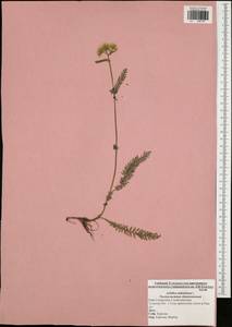 Achillea millefolium L., Eastern Europe, Central region (E4) (Russia)