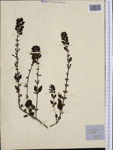 Scutellaria albida L., Western Europe (EUR) (Italy)