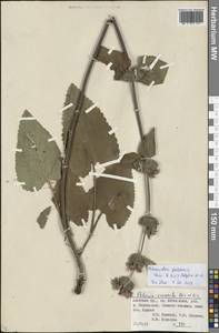 Phlomoides pratensis (Kar. & Kir.) Adylov, Kamelin & Makhm., Middle Asia, Pamir & Pamiro-Alai (M2) (Kyrgyzstan)