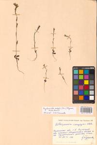 Buglossoides rochelii (Friv.) Stoyanov, Mátis & Sennikov, Eastern Europe, South Ukrainian region (E12) (Ukraine)