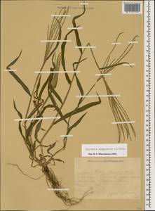 Digitaria sanguinalis (L.) Scop., Caucasus, Krasnodar Krai & Adygea (K1a) (Russia)