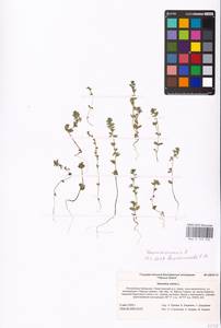MHA 0 159 930, Veronica arvensis L., Eastern Europe, Lower Volga region (E9) (Russia)
