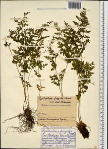 Cystopteris fragilis (L.) Bernh., Caucasus, Stavropol Krai, Karachay-Cherkessia & Kabardino-Balkaria (K1b) (Russia)