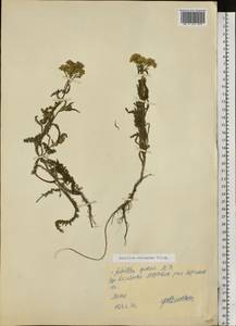 Achillea micrantha Willd., Eastern Europe, North Ukrainian region (E11) (Ukraine)