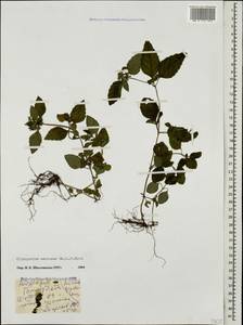 Clinopodium umbrosum (M.Bieb.) K.Koch, Caucasus, Georgia (K4) (Georgia)