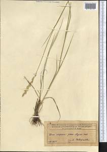 Agropyron, Middle Asia, Caspian Ustyurt & Northern Aralia (M8) (Kazakhstan)