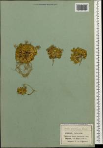 Draba araratica Rupr., Caucasus, Armenia (K5) (Armenia)