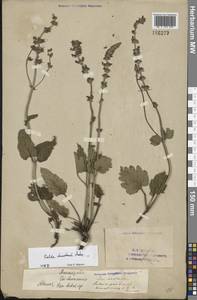 Salvia dumetorum Andrz. ex Besser, Eastern Europe, Lower Volga region (E9) (Russia)