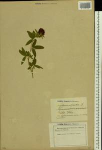 Trifolium alpestre L., Eastern Europe, Latvia (E2b) (Latvia)