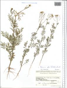 Descurainia sophia (L.) Webb ex Prantl, Middle Asia, Caspian Ustyurt & Northern Aralia (M8) (Kazakhstan)