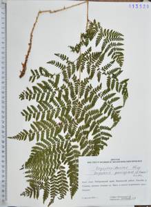 Dryopteris goeringiana (Kunze) Koidz., Siberia, Russian Far East (S6) (Russia)