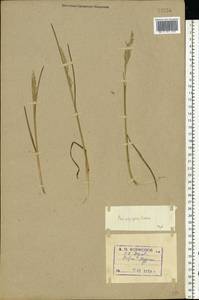 Poa alpigena Lindm., Eastern Europe, Northern region (E1) (Russia)