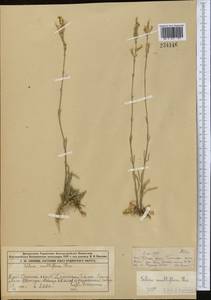 Silene multiflora (Ehrh.) Pers., Middle Asia, Muyunkumy, Balkhash & Betpak-Dala (M9) (Kazakhstan)