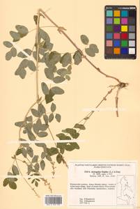 Astragalus frigidus (L.) A.Gray, Siberia, Russian Far East (S6) (Russia)
