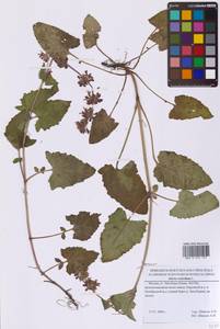 Salvia verticillata L., Eastern Europe, Moscow region (E4a) (Russia)