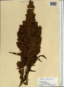 Rumex patientia L., Eastern Europe, Central forest-and-steppe region (E6) (Russia)