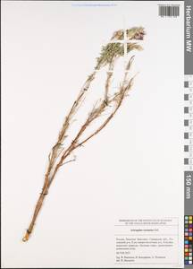 Astragalus cornutus Pall., Eastern Europe, Middle Volga region (E8) (Russia)