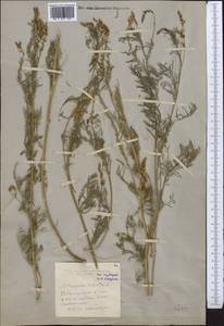 Astragalus sulcatus L., Middle Asia, Northern & Central Kazakhstan (M10) (Kazakhstan)