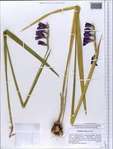Gladiolus tenuis M.Bieb., Eastern Europe, Middle Volga region (E8) (Russia)