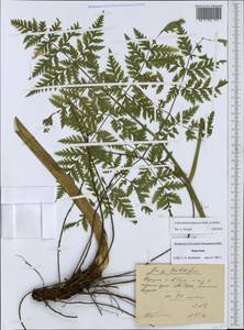 Conioselinum tataricum Hoffm., Middle Asia, Western Tian Shan & Karatau (M3) (Kyrgyzstan)
