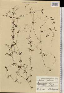 Galium palustre L., Siberia, Western Siberia (S1) (Russia)