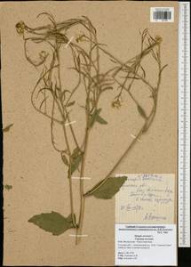 Rhamphospermum arvense (L.) Andrz. ex Besser, Eastern Europe, Central region (E4) (Russia)