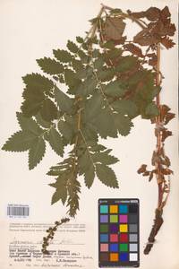 Agrimonia procera Wallr., Eastern Europe, Western region (E3) (Russia)