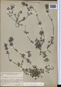 Dracocephalum stamineum Kar. & Kir., Middle Asia, Northern & Central Tian Shan (M4) (Kyrgyzstan)