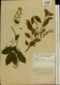Prunus padus L., Eastern Europe, Central region (E4) (Russia)
