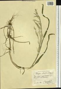 Glyceria notata Chevall., Siberia, Russian Far East (S6) (Russia)