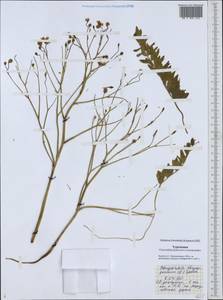 Bongardia chrysogonum (L.) Sp., Middle Asia, Karakum (M6) (Turkmenistan)