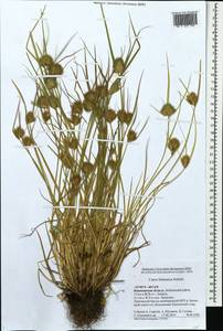 Carex bohemica Schreb., Eastern Europe, Central forest-and-steppe region (E6) (Russia)