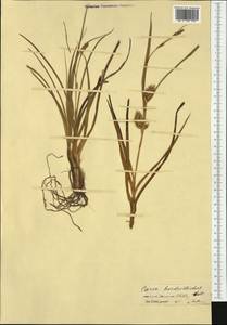 Carex hordeistichos Vill., Western Europe (EUR) (France)