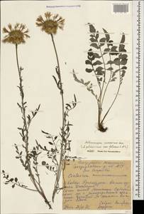 Psephellus caucasicus (Sosn.) Greuter, Caucasus, Stavropol Krai, Karachay-Cherkessia & Kabardino-Balkaria (K1b) (Russia)