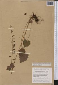 Tolmiea menziesii (Pursh) Torr. & A. Gray, America (AMER) (Canada)