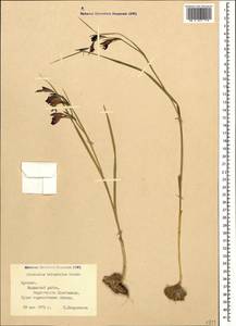 Gladiolus halophilus Boiss. & Heldr., Caucasus, Armenia (K5) (Armenia)