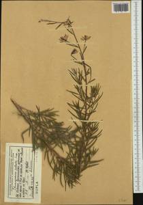 Epilobium palustre L., Western Europe (EUR) (Albania)