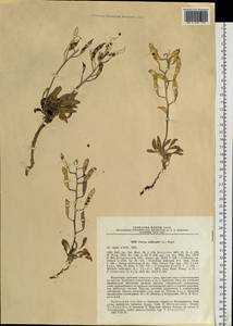 Parrya nudicaulis (L.) Regel, Siberia, Chukotka & Kamchatka (S7) (Russia)