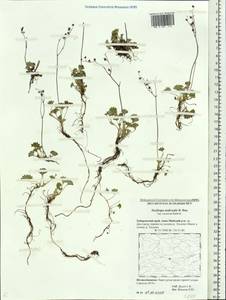 Micranthes nudicaulis, Siberia, Russian Far East (S6) (Russia)