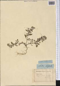 Polycarpaea latifolia (Willd.) Poir., Africa (AFR) (Spain)