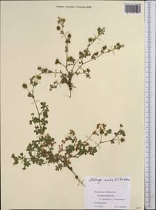Medicago minima (L.) Bartal., Middle Asia, Pamir & Pamiro-Alai (M2) (Uzbekistan)