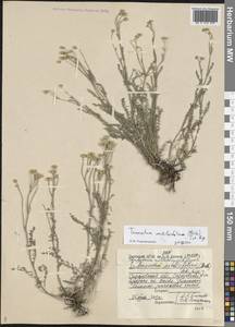 Tanacetum millefolium (L.) Tzvelev, Eastern Europe, Lower Volga region (E9) (Russia)