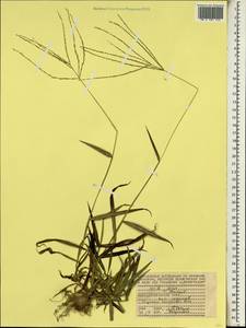 Digitaria horizontalis Willd., Africa (AFR) (Seychelles)