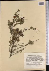 Mitraria coccinea Cav., America (AMER) (Chile)
