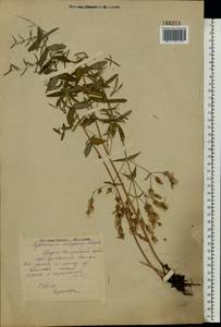 Hypericum elegans Steph. ex Willd., Eastern Europe, Middle Volga region (E8) (Russia)