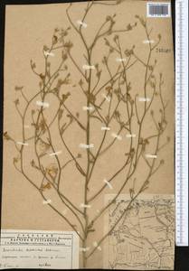 Convolvulus subsericeus Schrenk, Middle Asia, Muyunkumy, Balkhash & Betpak-Dala (M9) (Kazakhstan)