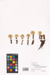 Tussilago farfara L., Eastern Europe, Central forest-and-steppe region (E6) (Russia)