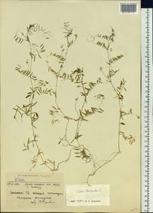 Vicia hirsuta (L.)Gray, Siberia, Western Siberia (S1) (Russia)