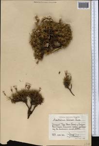 Acantholimon litvinovii Lincz., Middle Asia, Western Tian Shan & Karatau (M3) (Kyrgyzstan)