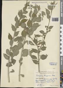 Euonymus maackii Rupr., South Asia, South Asia (Asia outside ex-Soviet states and Mongolia) (ASIA) (China)